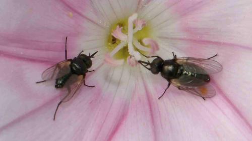 Usia sp.